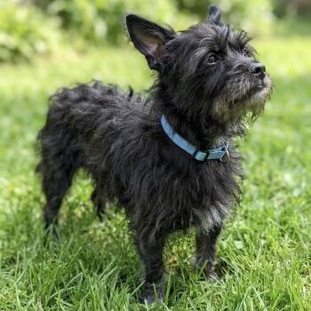 Boomer -  Cairn Terrier Dog for Adoption in Las Vegas, Nevada - Boomer | PetCurious