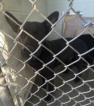 Rescue German Shepherd Dog Dogs for Adoption in Mobile, Alabama - Tough Guy | PetCurious