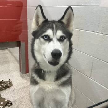Xena -  Mixed Breed Dog for Adoption in Winston-salem, North Carolina - Xena | PetCurious