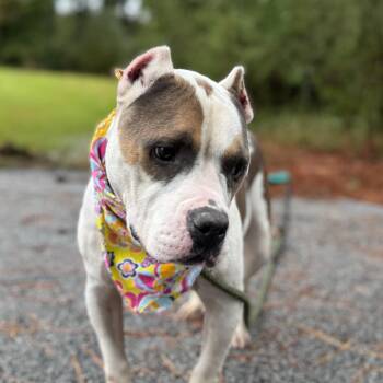 Lake -  American Bully Dog for Adoption in Columbia, South Carolina - Lake | PetCurious