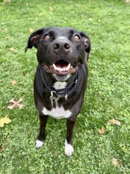 Rescue Mixed Breed Dogs for Adoption in Roseburg, Oregon - Jack | PetCurious