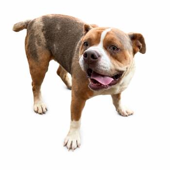 Beluga -  English Bulldog and Mixed Breed Dog for Adoption in Concord, North Carolina - Beluga | PetCurious