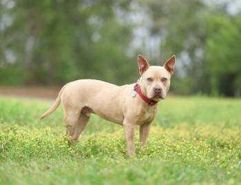 Baxter -  American Bully Dog for Adoption in Lucedale, Mississippi - Baxter | PetCurious