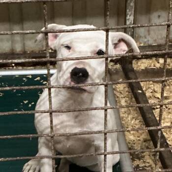 Magnolia -  Mixed Breed and Dogo Argentino Dog for Adoption in Durant, Oklahoma - Magnolia | PetCurious