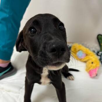 Shimano -  Black Labrador Retriever and Pit Bull Terrier Dog for Adoption in Titusville, Florida - Shimano | PetCurious