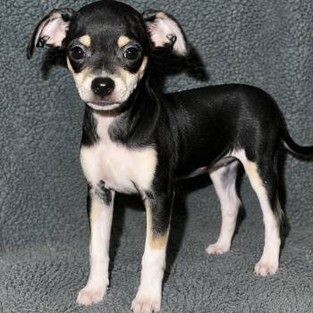 Jagger -  Chihuahua Dog for Adoption in Pelham, New Hampshire - Jagger | PetCurious