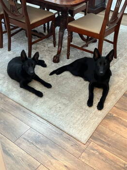 Rescue German Shepherd Dog Dogs for Adoption in Thomasville, North Carolina - Raven | PetCurious