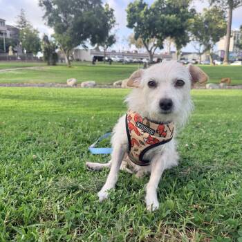 Astrid -  West Highland White Terrier Westie Dog for Adoption in San Diego, California - Astrid | PetCurious