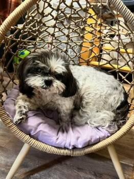Maggie -  Shih Tzu Dog for Adoption in Candler, North Carolina - Maggie | PetCurious