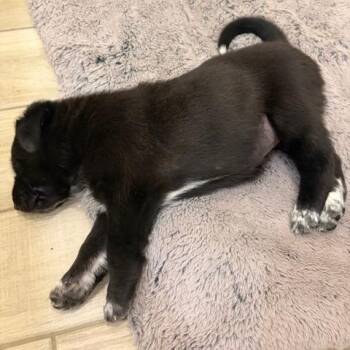 Smooth Collie and German Shepherd Dog Dogs Available for Adoption - Eggnog | PetCurious