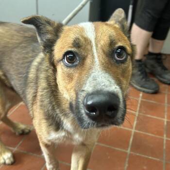 Maximus -  Australian Cattle Dog Blue Heeler and Mixed Breed Dog for Adoption in West Point, Mississippi - Maximus | PetCurious
