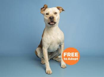 Pit Bull Terrier Dogs Available for Adoption in Phoenix, Arizona - GREGORY | PetCurious