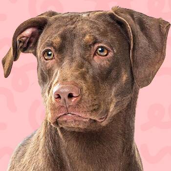 Catahoula Leopard Dog Dogs Available for Adoption in Reno, Nevada - Mimzy | PetCurious