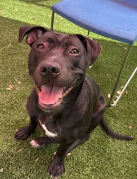 CORDY -  Mixed Breed Dog for Adoption in Jacksonville, Florida - CORDY | PetCurious