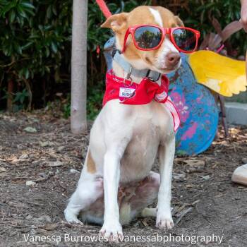 Slushie -  Terrier Dog for Adoption in Wake Forest, North Carolina - Slushie | PetCurious