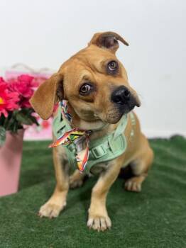 Alan-One of our Amazing Rescue Dogs -  Corgi and Black Mouth Cur Dog for Adoption in Carlsbad, California - Alan-One Of Our Amazing Rescue Dogs | PetCurious