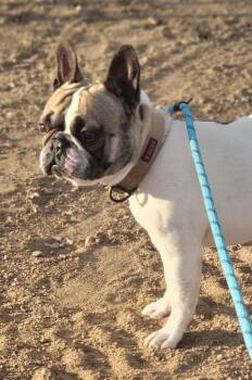 French Bulldog Dogs Available for Adoption - Pierre | PetCurious
