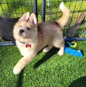 Siberian Husky Dogs Available for Adoption - 26Ekoh | PetCurious