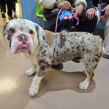 Rescue English Bulldog Dogs for Adoption in Northbrook, Illinois - Allium | PetCurious