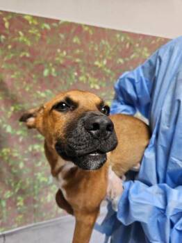Legolas -  American Staffordshire Terrier and Mixed Breed Dog for Adoption in San Antonio, Texas - Legolas | PetCurious