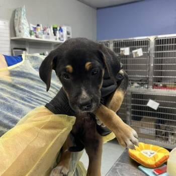 T-Rex -  Mixed Breed Dog for Adoption in Franklin, North Carolina - T-Rex | PetCurious
