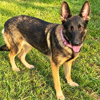 JESSE GS -  German Shepherd Dog and Belgian Shepherd Malinois Dog for Adoption in Lucas, Texas - JESSE GS | PetCurious