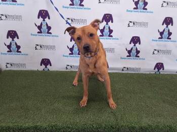 Pit Bull Terrier and Mixed Breed Dogs Available for Adoption in Orlando, Florida - WAYNE | PetCurious