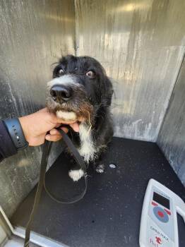 LOUIE -  Terrier Dog for Adoption in San Antonio, Texas - LOUIE | PetCurious