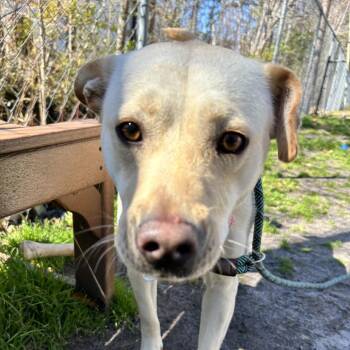 Pit Bull Terrier Dogs Available for Adoption - Sassy | PetCurious