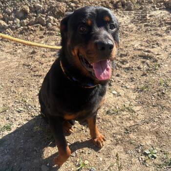 Leonard -  Rottweiler Dog for Adoption in Wappingers Falls, New York - Leonard | PetCurious