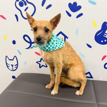 Miss Baker -  Mixed Breed Dog for Adoption in Fort Wayne, Indiana - Miss Baker | PetCurious