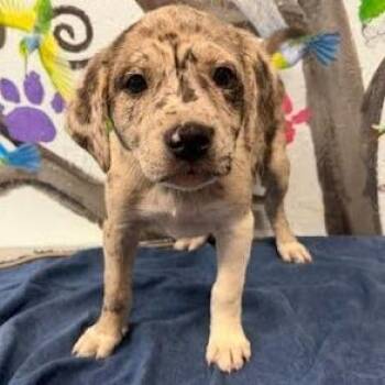 Australian Cattle Dog Blue Heeler and Australian Shepherd Dogs Available for Adoption in Hattiesburg, Mississippi - Gigi | PetCurious