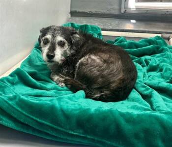 Schnauzer and Mixed Breed Dogs Available for Adoption in Las Vegas, Nevada - MARNIE | PetCurious