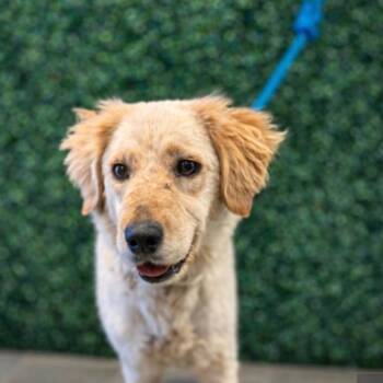 Golden Retriever and Mixed Breed Dogs Available for Adoption in Tacoma, Washington - Lucky | PetCurious