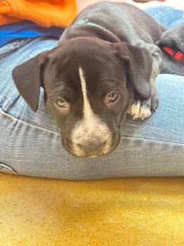 Rose -  Pit Bull Terrier Dog for Adoption in Shillington, Pennsylvania - Rose | PetCurious