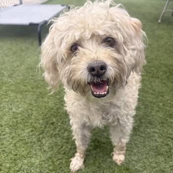 Pilar -  Poodle and Mixed Breed Dog for Adoption in Long Beach, California - Pilar | PetCurious
