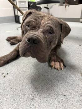 CLOUD -  Pit Bull Terrier Dog for Adoption in Indianapolis, Indiana - CLOUD | PetCurious