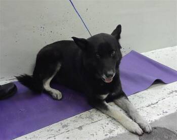 German Shepherd Dog and Mixed Breed Dogs Available for Adoption in Houston, Texas - A2073522 | PetCurious