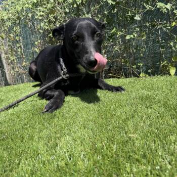 Picasso -  Black Labrador Retriever Dog for Adoption in Harlingen, Texas - Picasso | PetCurious