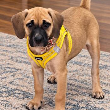 Daisy -  Black Mouth Cur and Labrador Retriever Dog for Adoption in Atlanta, Texas - Daisy | PetCurious
