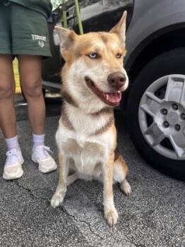Siberian Husky and Shiba Inu Dogs Available for Adoption - Sapphire - 1 | PetCurious