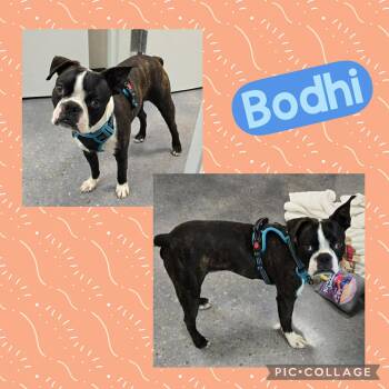 Boston Terrier Dogs Available for Adoption in Ringwood, New Jersey - Bodhi | PetCurious