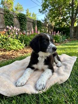 Domingue / Possum -  Labrador Retriever and Mixed Breed Dog for Adoption in Broomfield, Colorado - Domingue / Possum | PetCurious