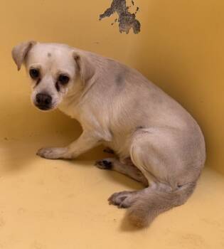 Rescue Chihuahua Dogs for Adoption in San Gabriel, California - Tart | PetCurious