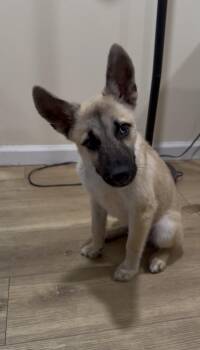 German Shepherd Dog and Husky Dogs Available for Adoption - Ruger | PetCurious