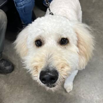 Poodle and Mixed Breed Dogs Available for Adoption in Tampa, Florida - Leona | PetCurious