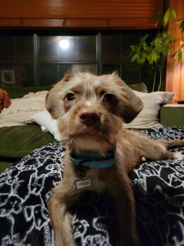 Fredd Fuzzbottoms -  Terrier Dog for Adoption in Boston, Massachusetts - Fredd Fuzzbottoms | PetCurious