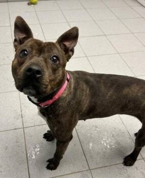 Pit Bull Terrier Dogs Available for Adoption - Ember  | PetCurious