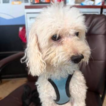 Benzy -  Poodle Dog for Adoption - Benzy | PetCurious