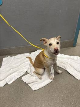 BELLA -  Carolina Dog Dog for Adoption in Las Vegas, Nevada - BELLA | PetCurious